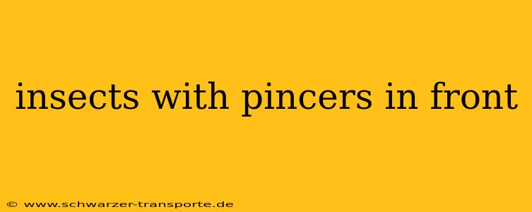 insects with pincers in front