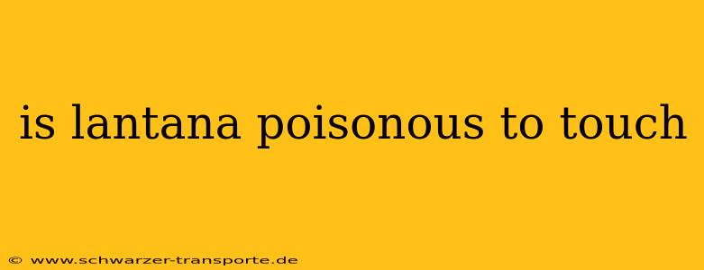 is lantana poisonous to touch