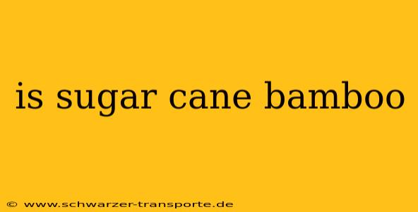 is sugar cane bamboo