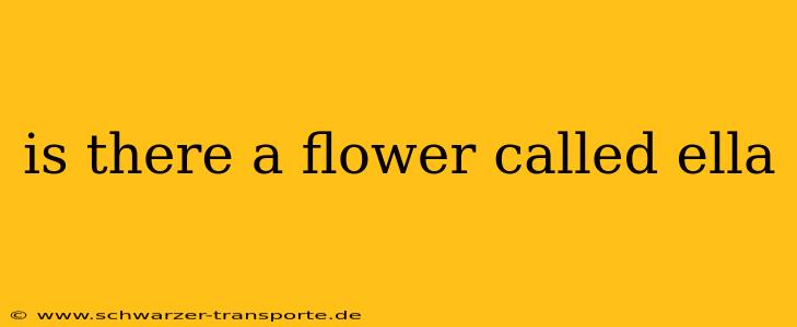 is there a flower called ella
