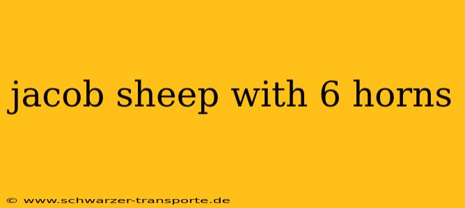 jacob sheep with 6 horns