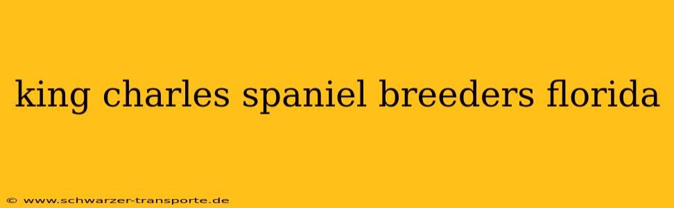king charles spaniel breeders florida