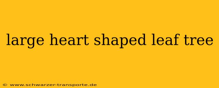 large heart shaped leaf tree
