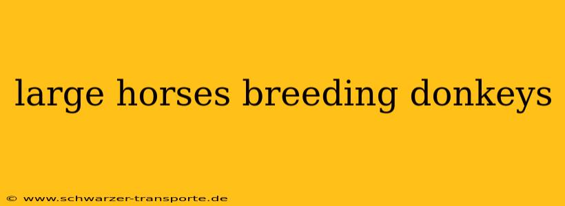 large horses breeding donkeys