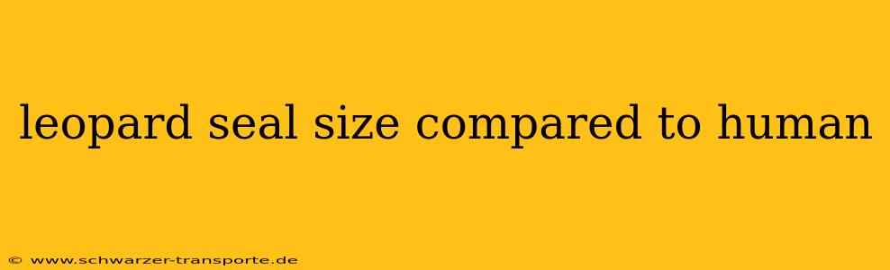 leopard seal size compared to human
