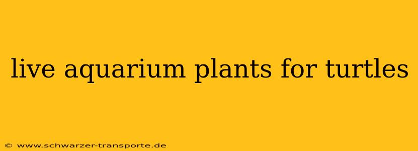 live aquarium plants for turtles