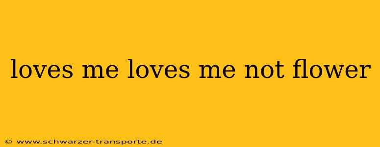 loves me loves me not flower