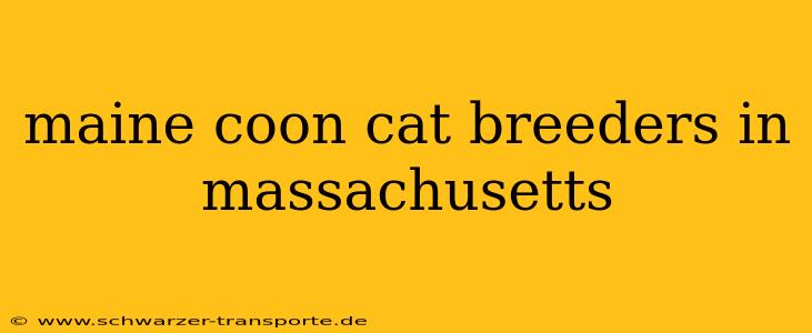 maine coon cat breeders in massachusetts