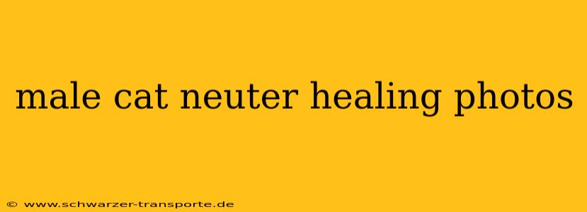 male cat neuter healing photos