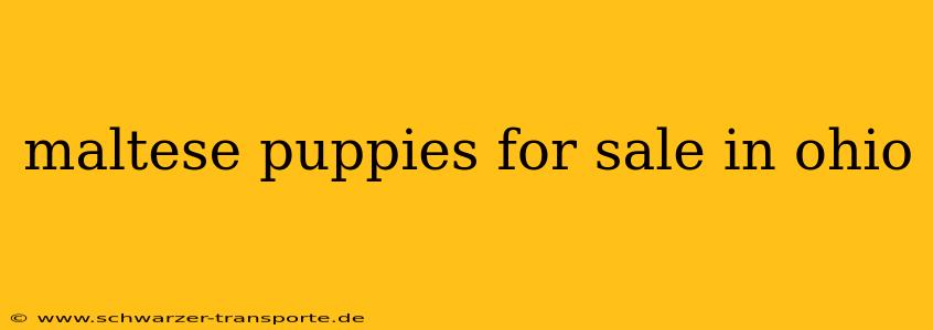 maltese puppies for sale in ohio