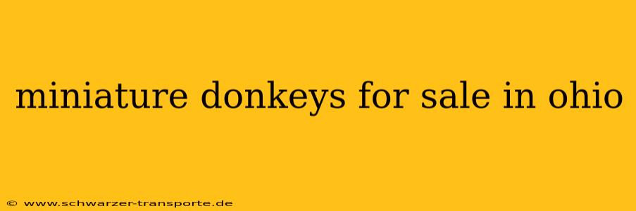 miniature donkeys for sale in ohio