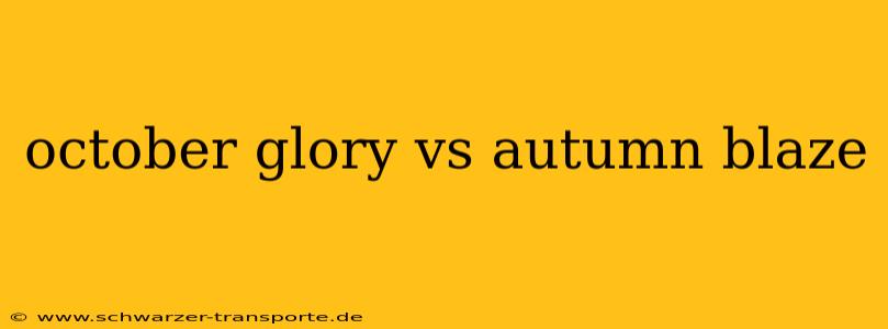 october glory vs autumn blaze