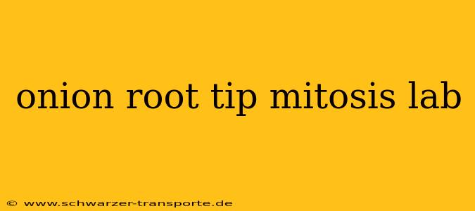 onion root tip mitosis lab