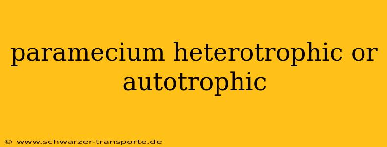 paramecium heterotrophic or autotrophic