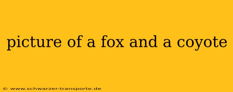 picture of a fox and a coyote