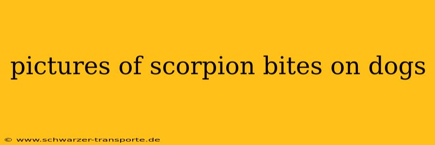 pictures of scorpion bites on dogs