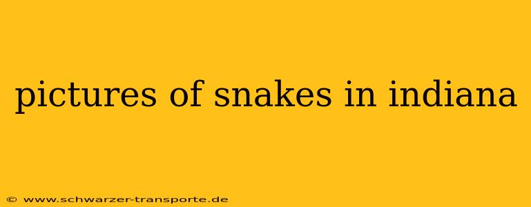 pictures of snakes in indiana