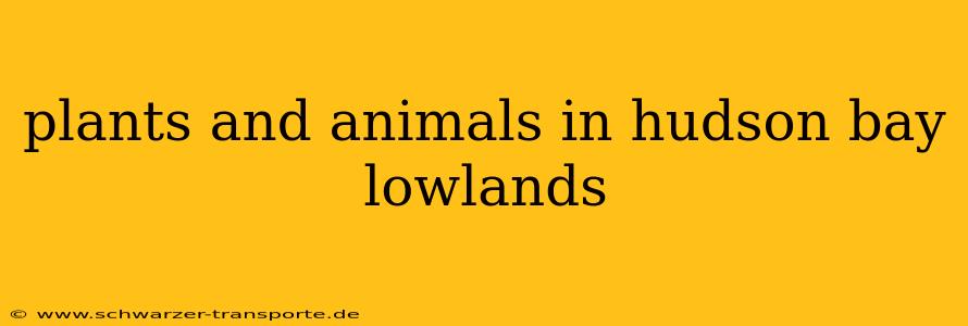 plants and animals in hudson bay lowlands