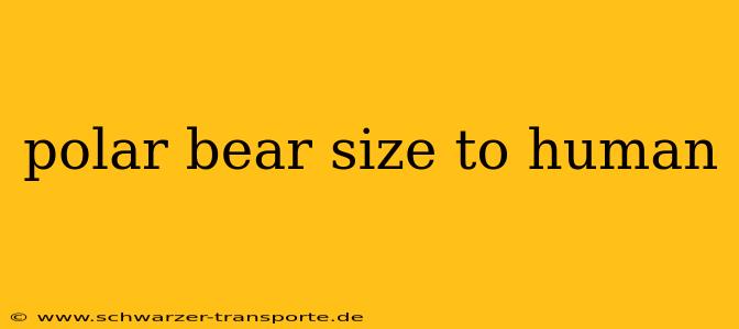polar bear size to human
