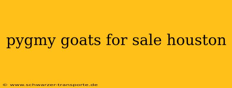 pygmy goats for sale houston
