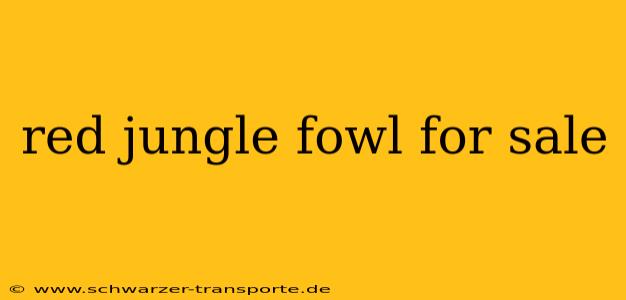 red jungle fowl for sale