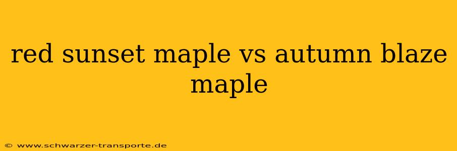 red sunset maple vs autumn blaze maple
