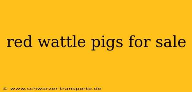 red wattle pigs for sale