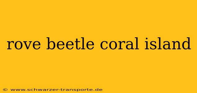 rove beetle coral island