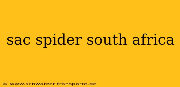sac spider south africa
