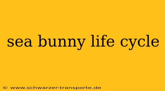 sea bunny life cycle