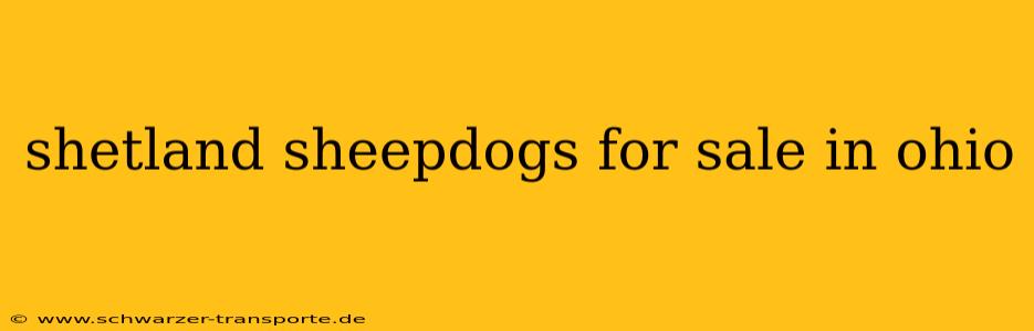 shetland sheepdogs for sale in ohio