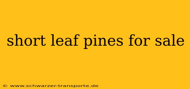 short leaf pines for sale