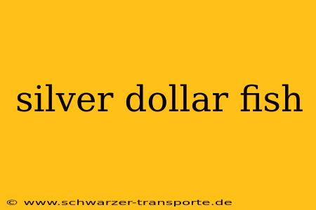 silver dollar fish
