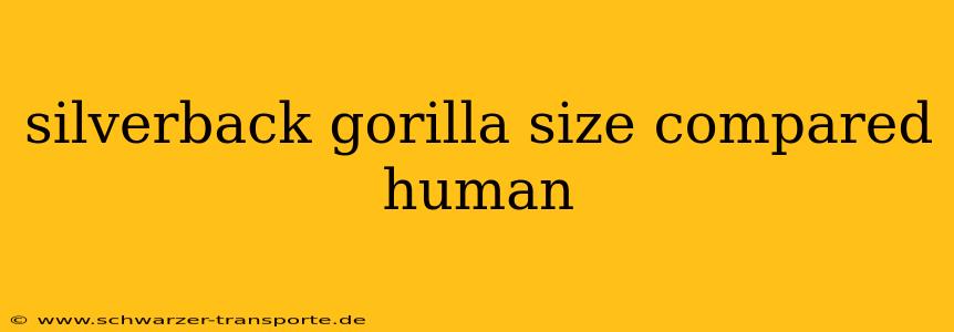 silverback gorilla size compared human