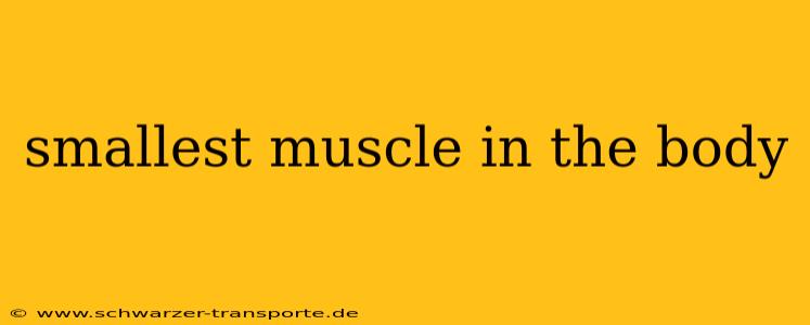 smallest muscle in the body