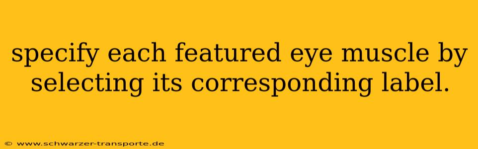 specify each featured eye muscle by selecting its corresponding label.
