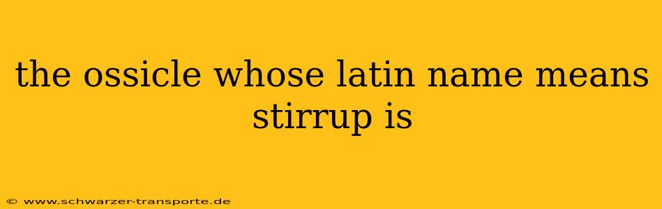 the ossicle whose latin name means stirrup is