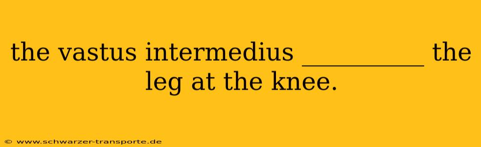 the vastus intermedius __________ the leg at the knee.