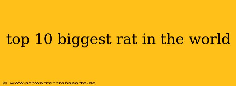 top 10 biggest rat in the world
