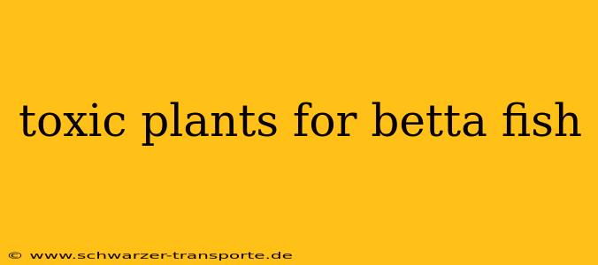 toxic plants for betta fish
