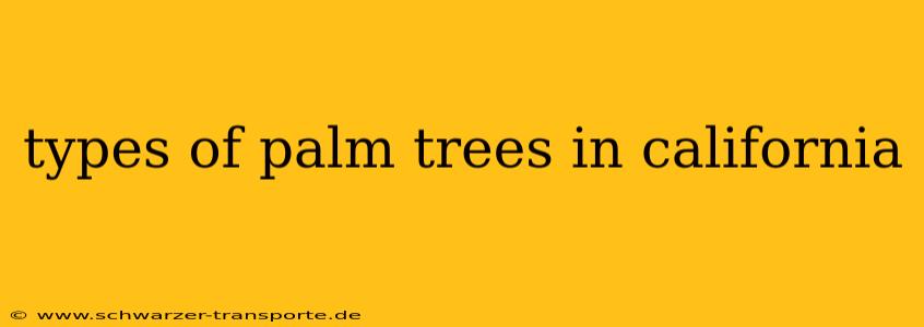 types of palm trees in california