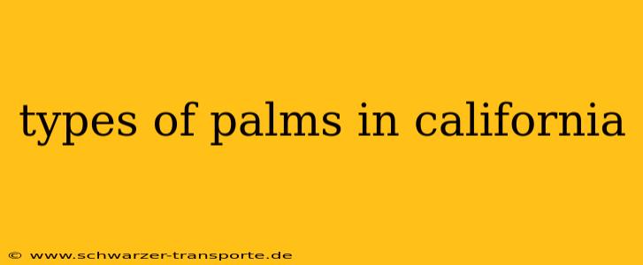 types of palms in california