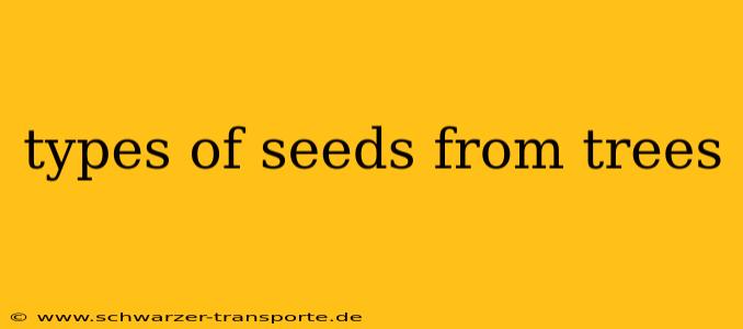 types of seeds from trees