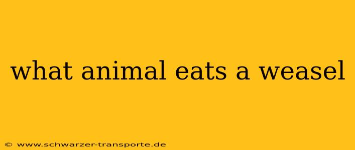 what animal eats a weasel