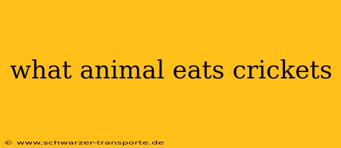 what animal eats crickets