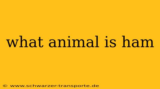 what animal is ham
