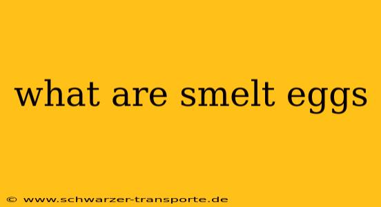 what are smelt eggs