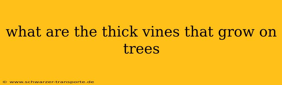 what are the thick vines that grow on trees