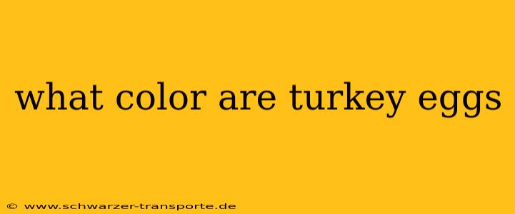 what color are turkey eggs