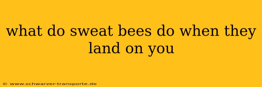 what do sweat bees do when they land on you